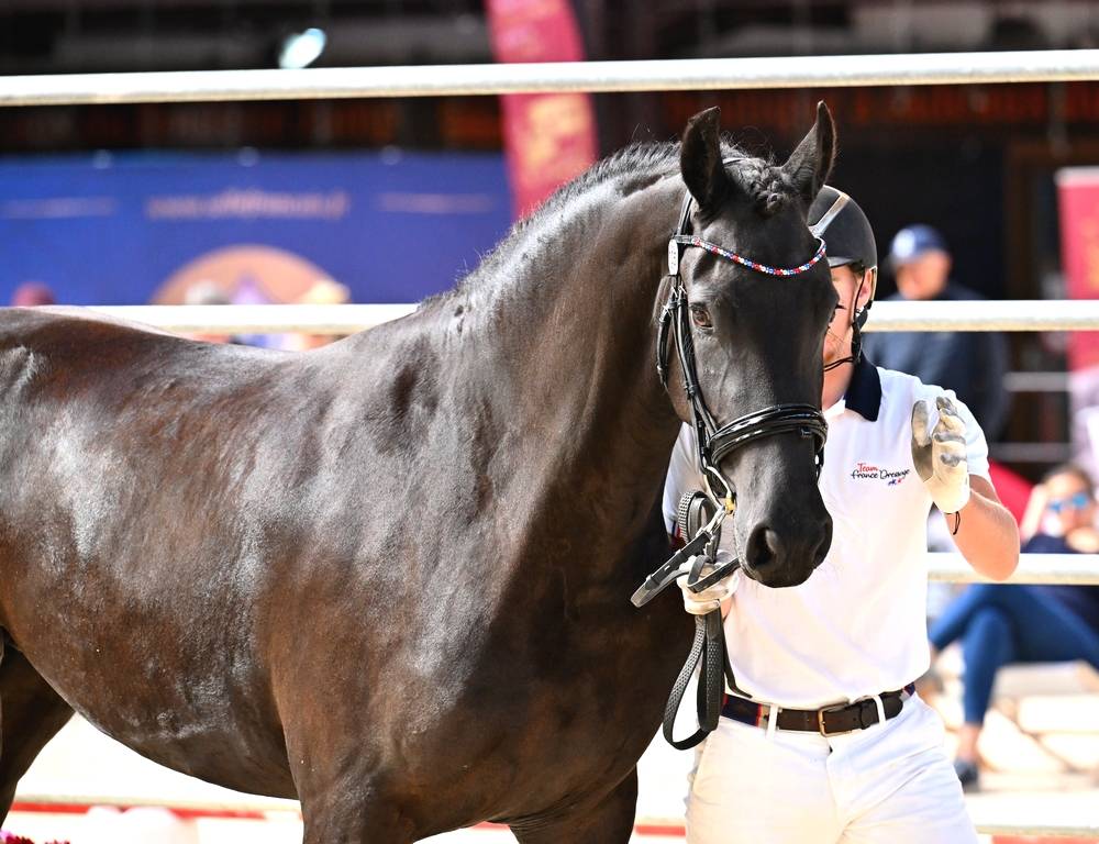 Puledra Frisone In vendita 2022 Nero ,  Elias 494