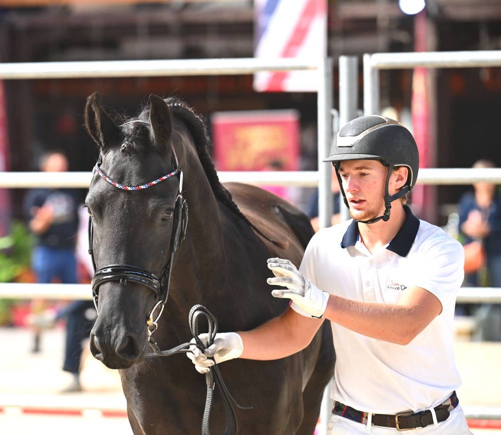 Puledra Frisone In vendita 2022 Nero ,  Elias 494