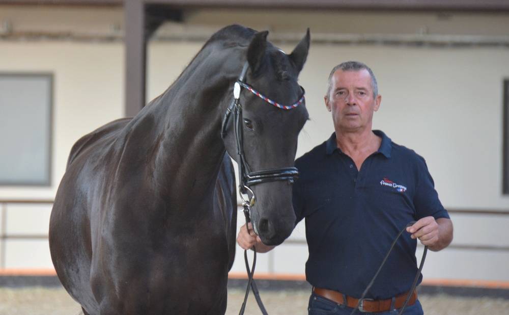 Puledra Frisone In vendita 2022 Nero ,  Elias 494