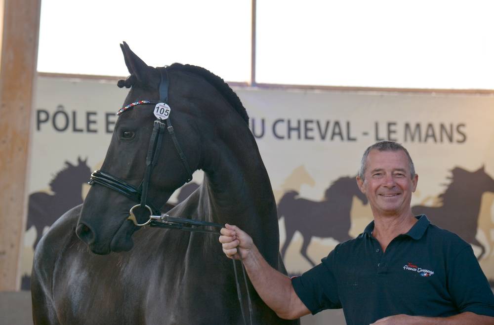 Puledra Frisone In vendita 2022 Nero ,  Elias 494