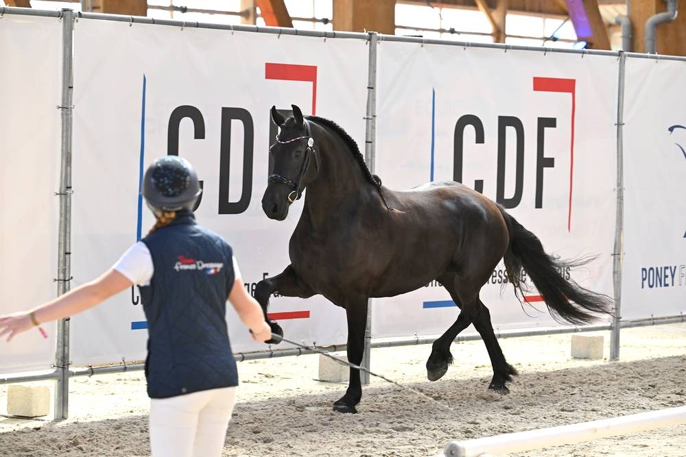 Puledra Frisone In vendita 2022 Nero ,  Elias 494