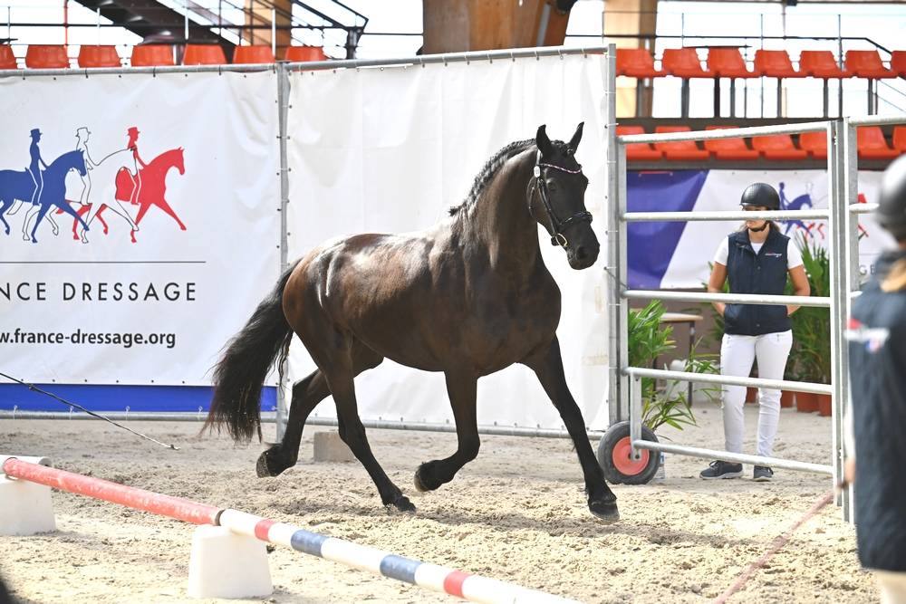 Puledra Frisone In vendita 2022 Nero ,  Elias 494