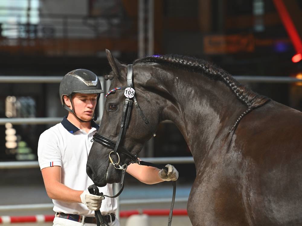 Puledra Frisone In vendita 2022 Nero ,  Elias 494