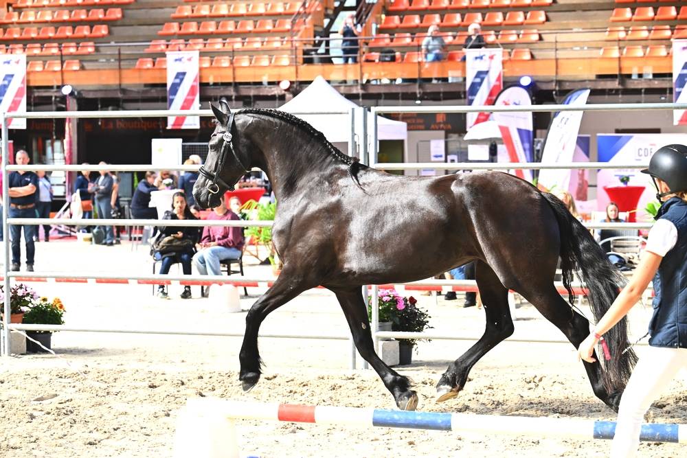 Puledra Frisone In vendita 2022 Nero ,  Elias 494