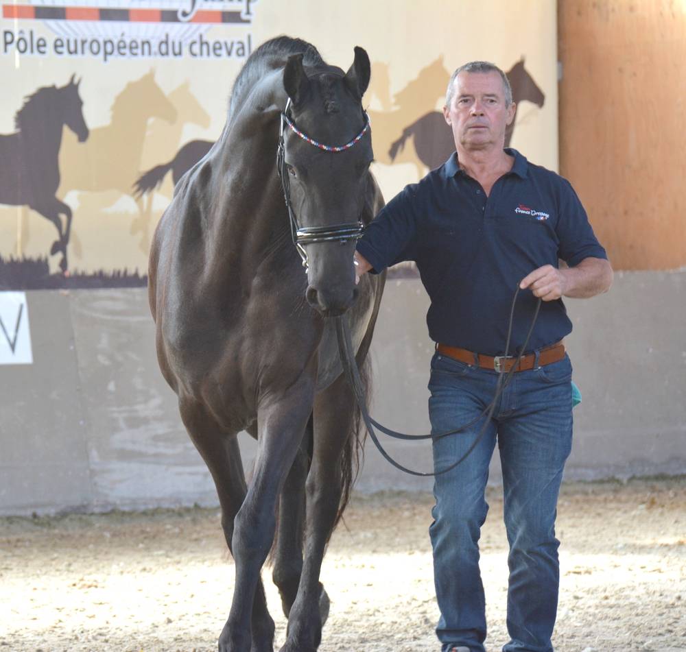 Puledra Frisone In vendita 2022 Nero ,  Elias 494