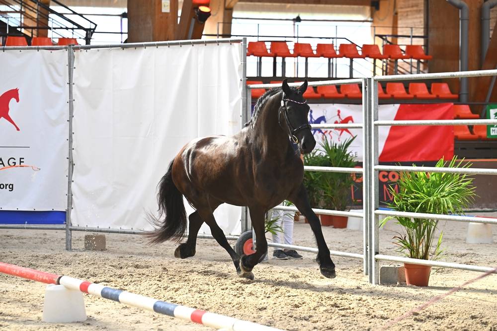 Puledra Frisone In vendita 2022 Nero ,  Elias 494