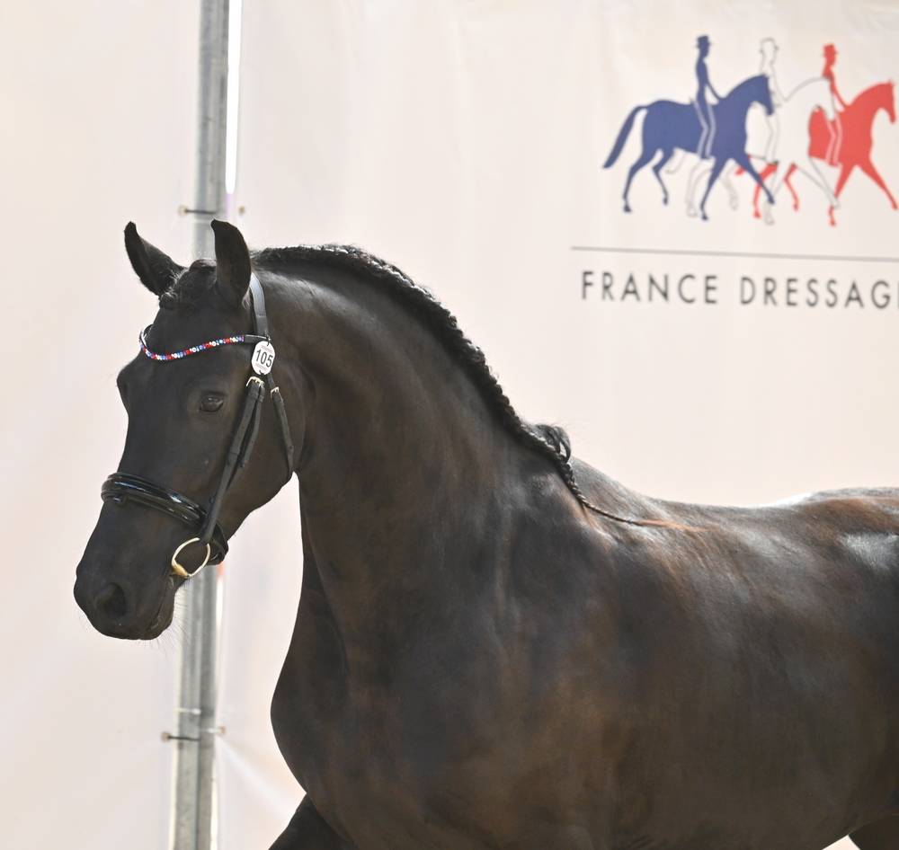 Puledra Frisone In vendita 2022 Nero ,  Elias 494