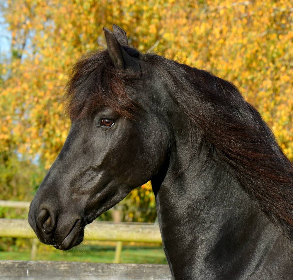 Puledra Frisone In vendita 2022 Nero ,  Elias 494