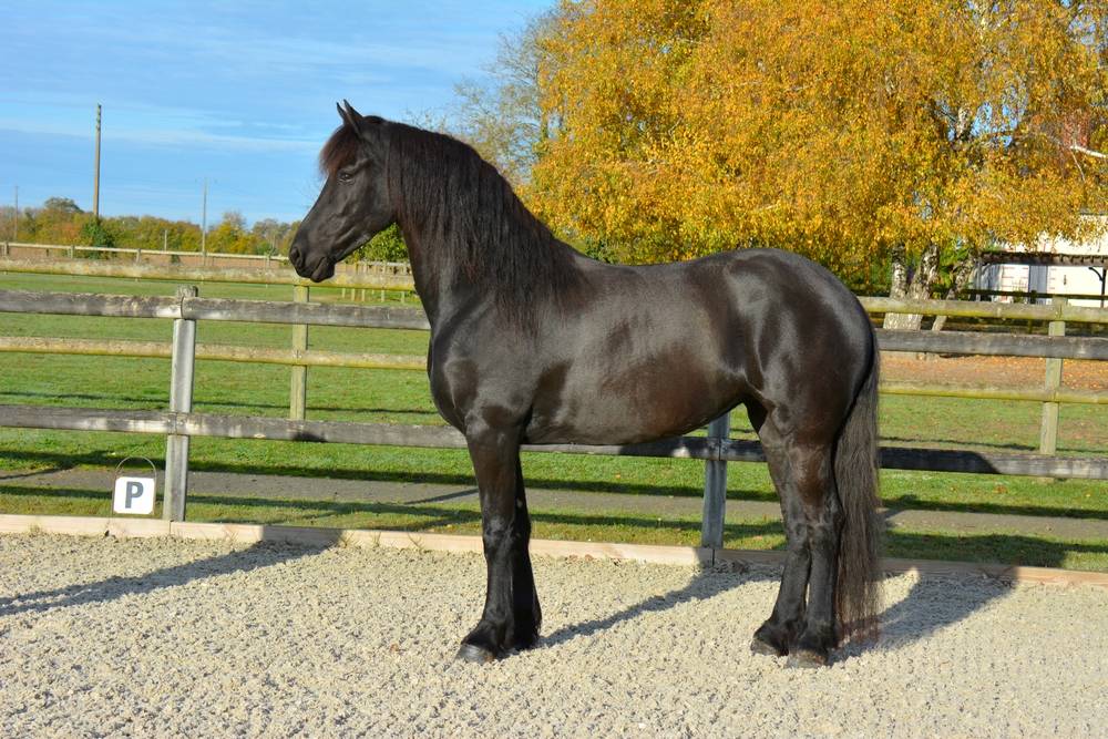 Puledra Frisone In vendita 2022 Nero ,  Elias 494