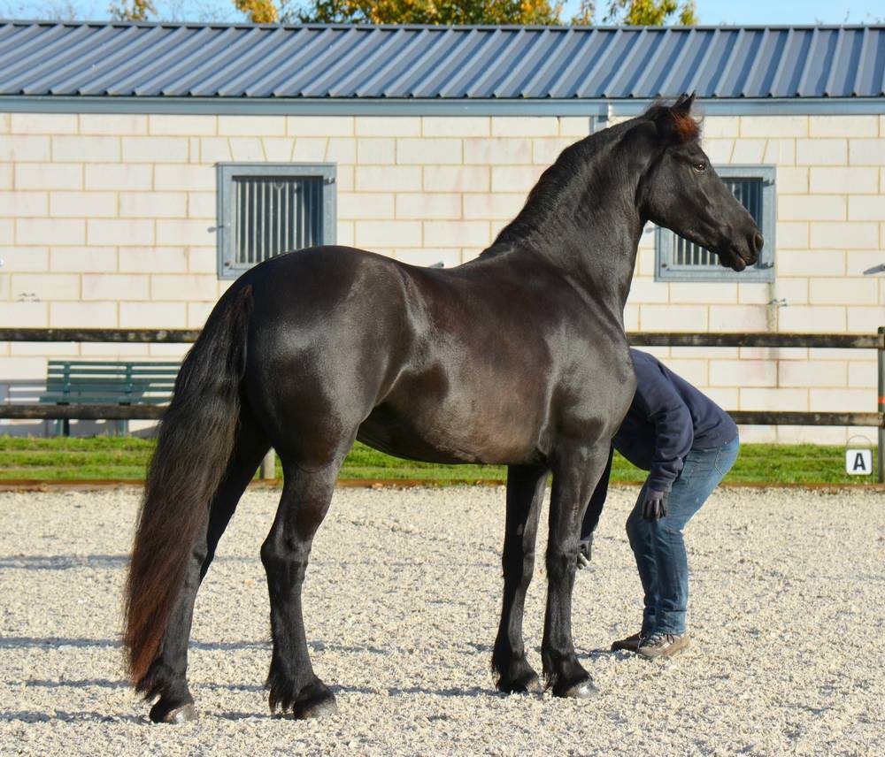 Puledra Frisone In vendita 2022 Nero ,  Elias 494