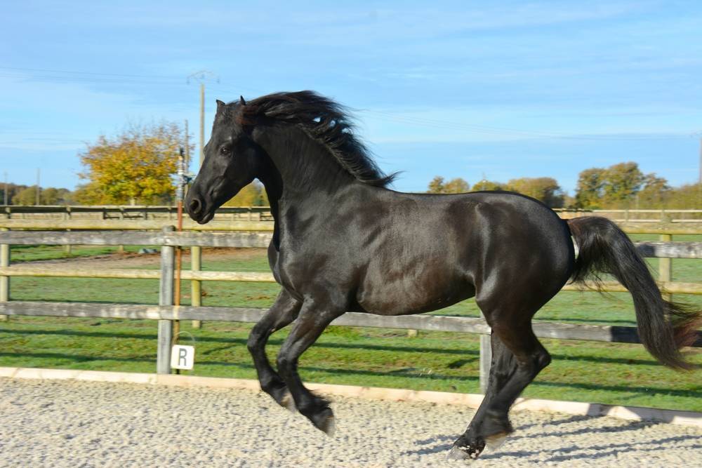 Puledra Frisone In vendita 2022 Nero ,  Elias 494