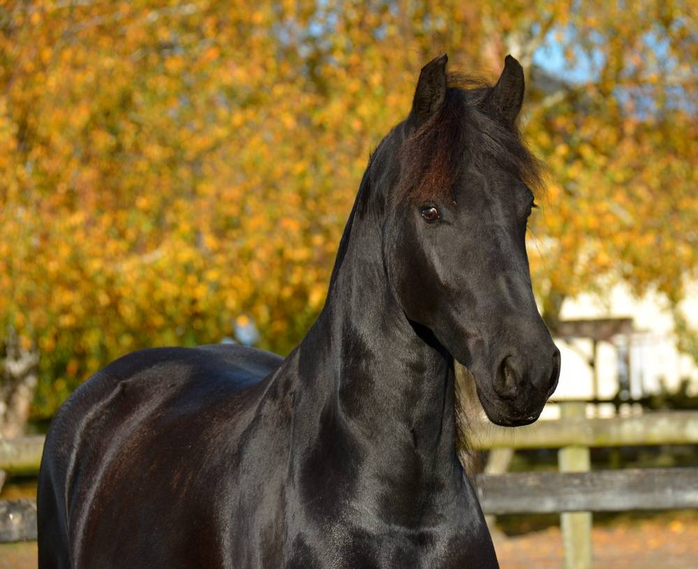 Puledra Frisone In vendita 2022 Nero ,  Elias 494