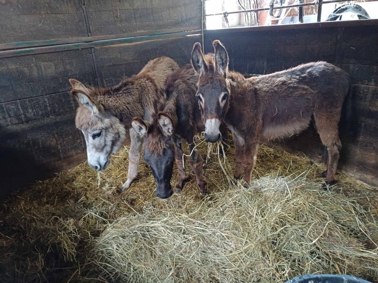 Asno Altre Razze di Asini In vendita 2023 Grigio