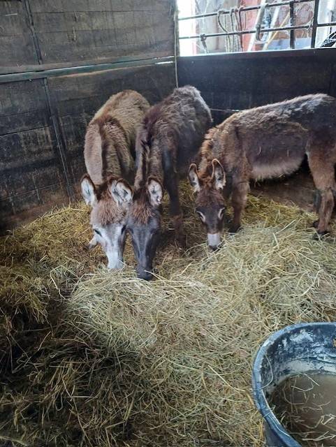 Asno Altre Razze di Asini In vendita 2023 Grigio