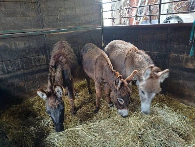 Asno Altre Razze di Asini In vendita 2023 Grigio