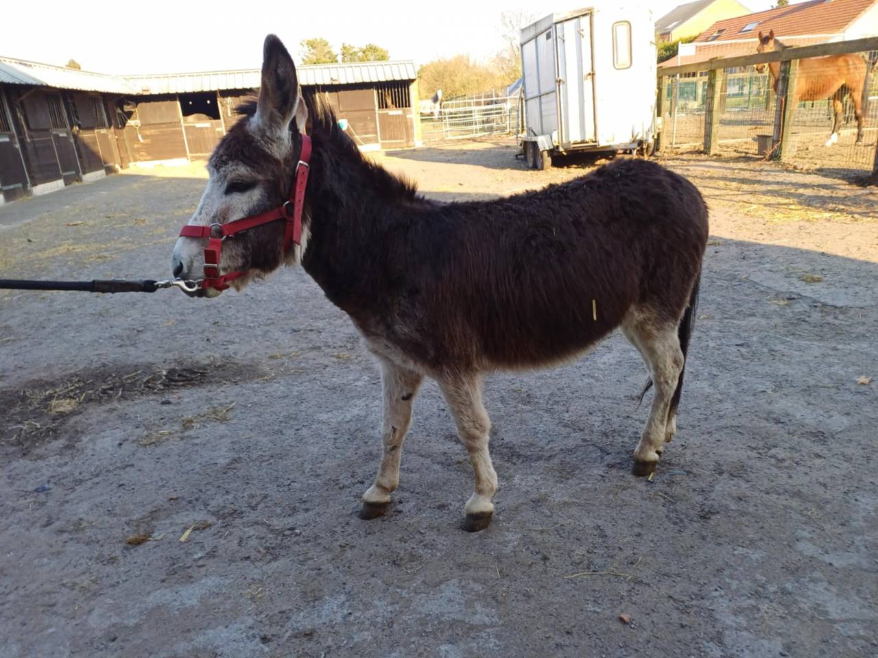 Asno Altre Razze di Asini In vendita 2023 Grigio