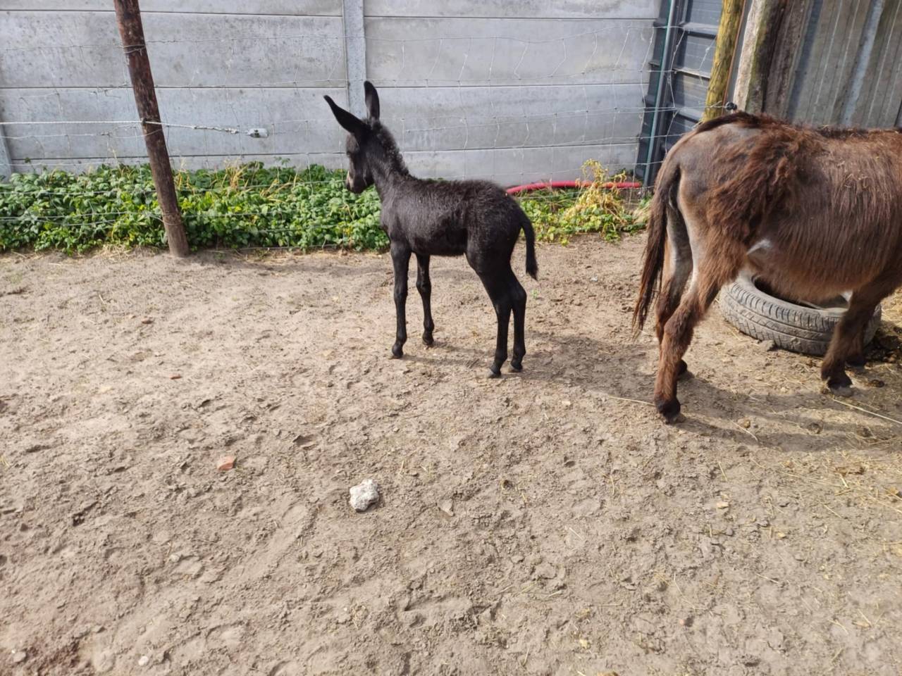 Asno Altre Razze di Asini In vendita 2023 Grigio