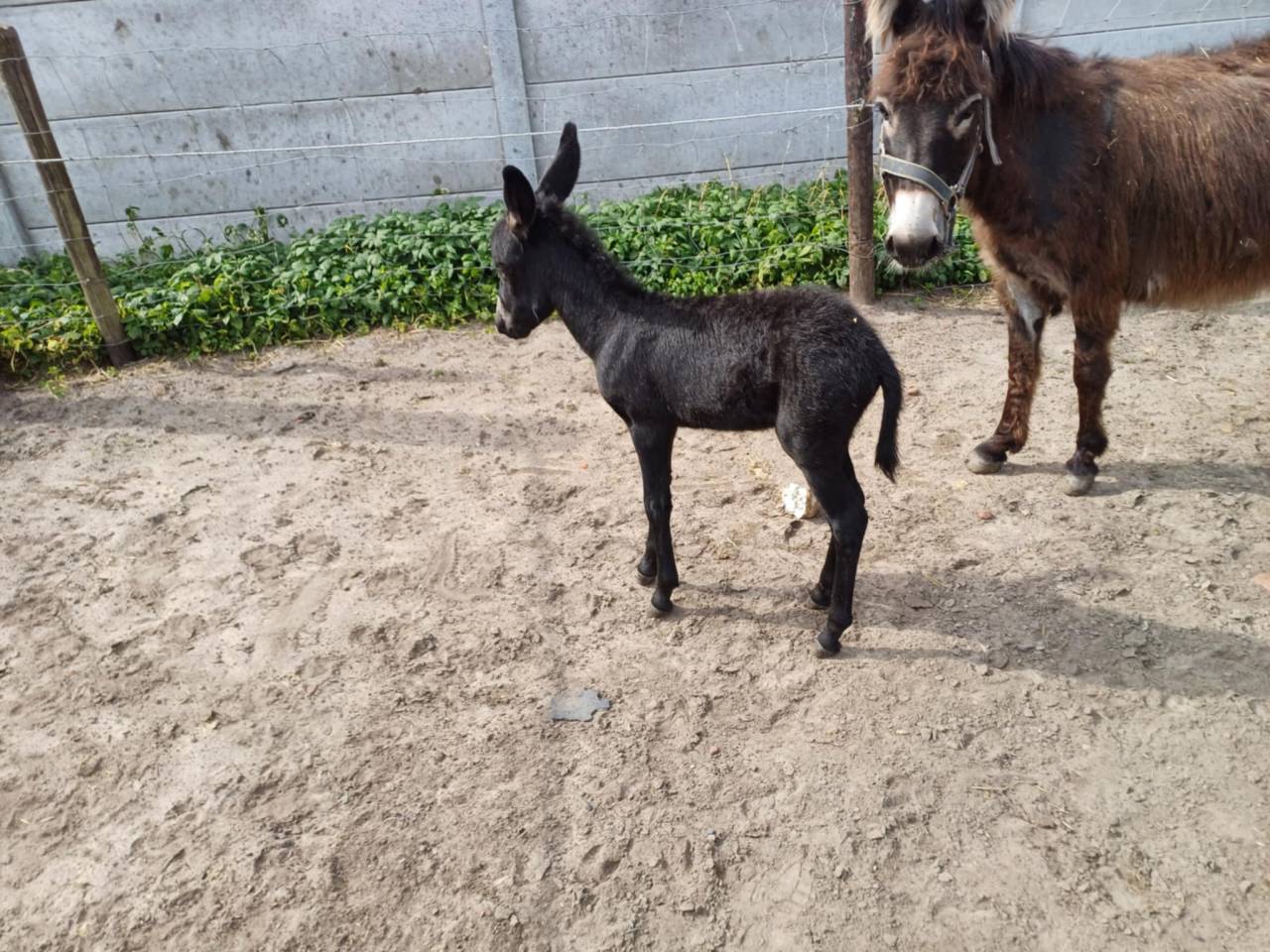 Asno Altre Razze di Asini In vendita 2023 Grigio