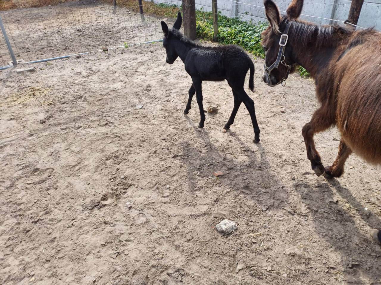 Asno Altre Razze di Asini In vendita 2023 Grigio