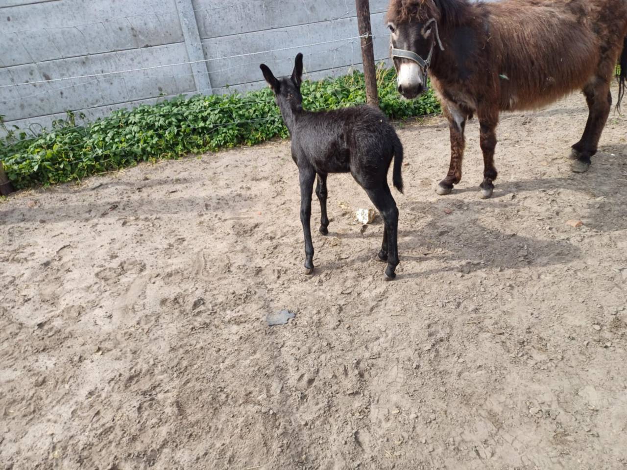 Asno Altre Razze di Asini In vendita 2023 Grigio