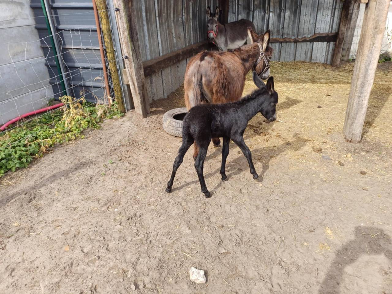 Asno Altre Razze di Asini In vendita 2023 Grigio