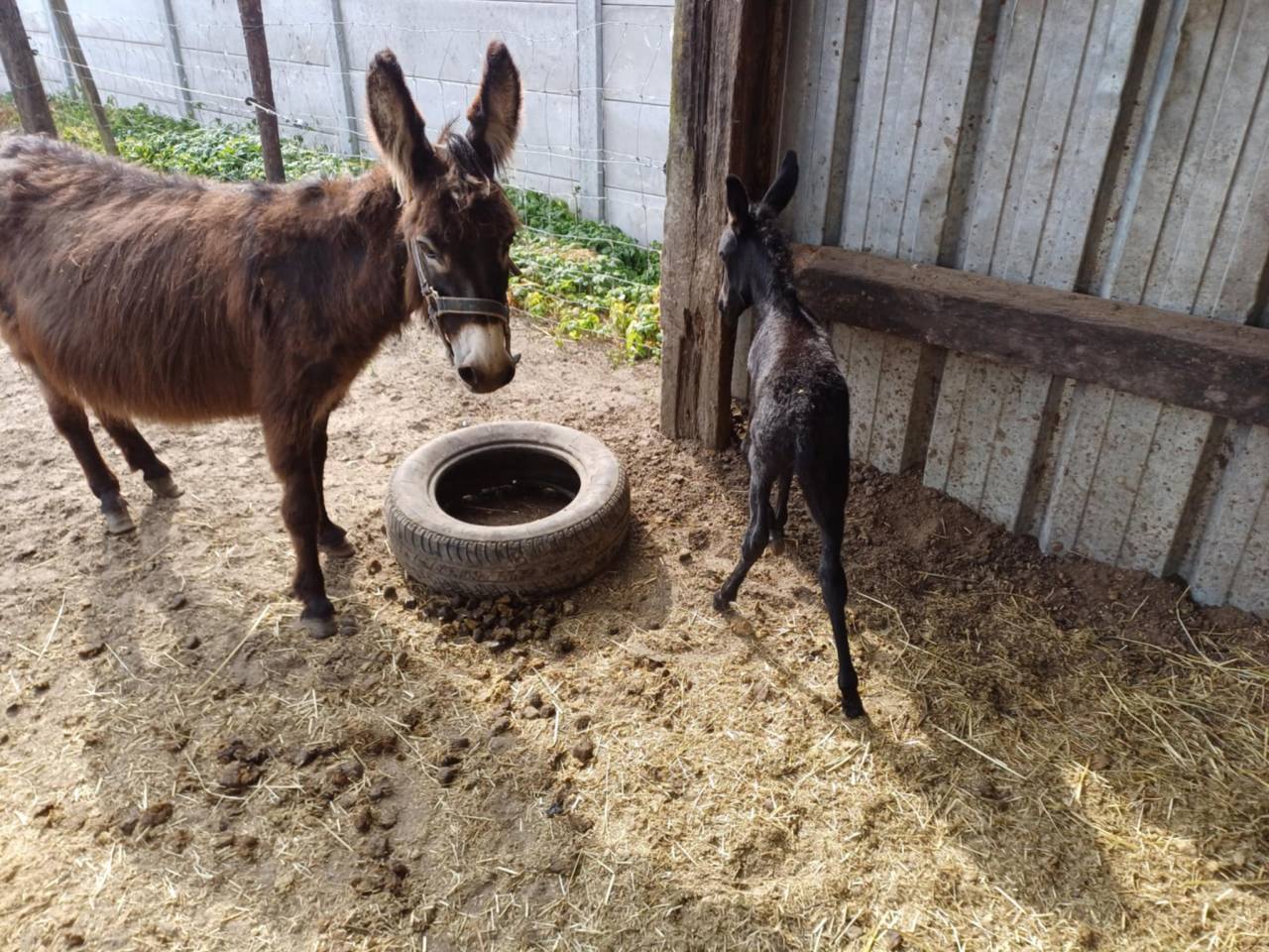 Asno Altre Razze di Asini In vendita 2023 Grigio