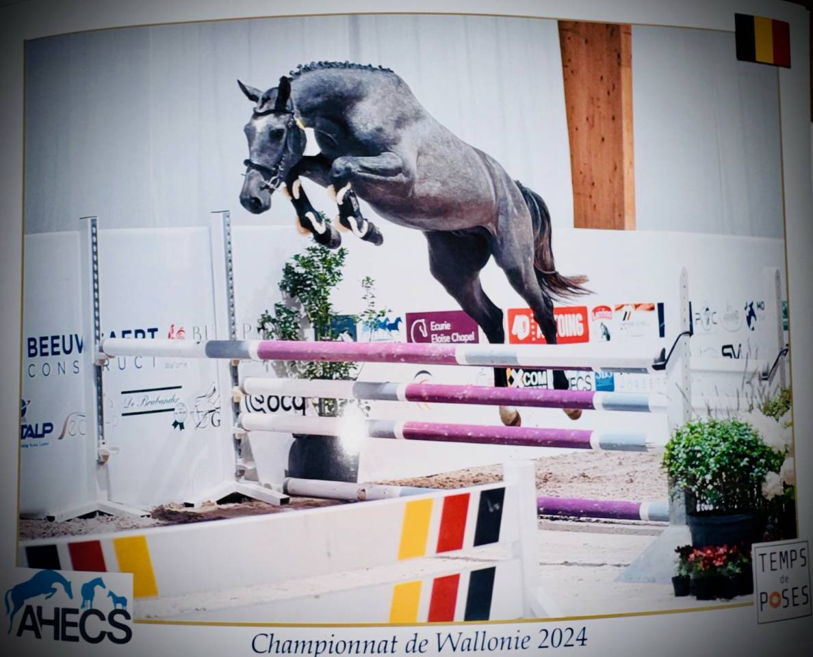 Stallone Zangersheide In vendita 2022 Grigio ,  RIO VD ZWARTBLESHOEVE