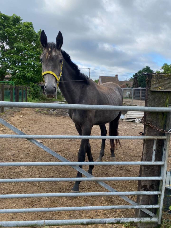 Stallone Zangersheide In vendita 2022 Grigio ,  RIO VD ZWARTBLESHOEVE