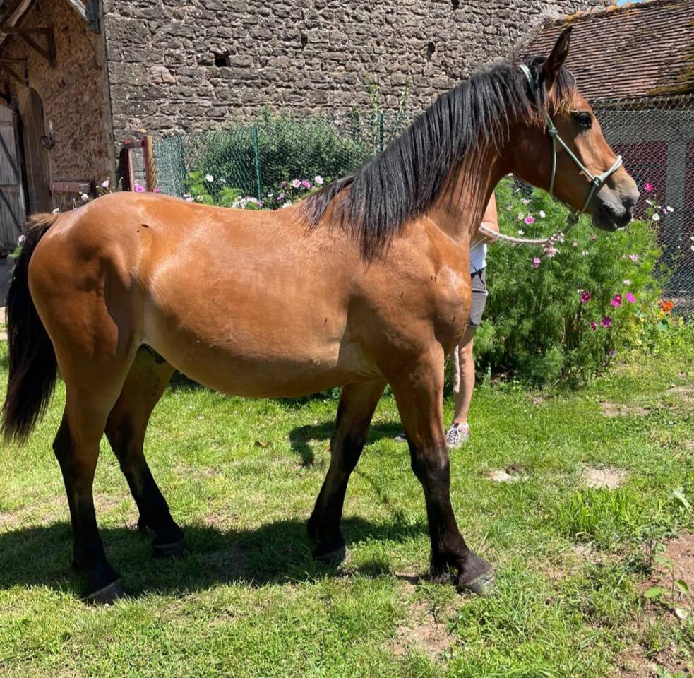 Castrone Mezzo Sangue Arabo In vendita 2023 Baio ,  AF MANJAROH