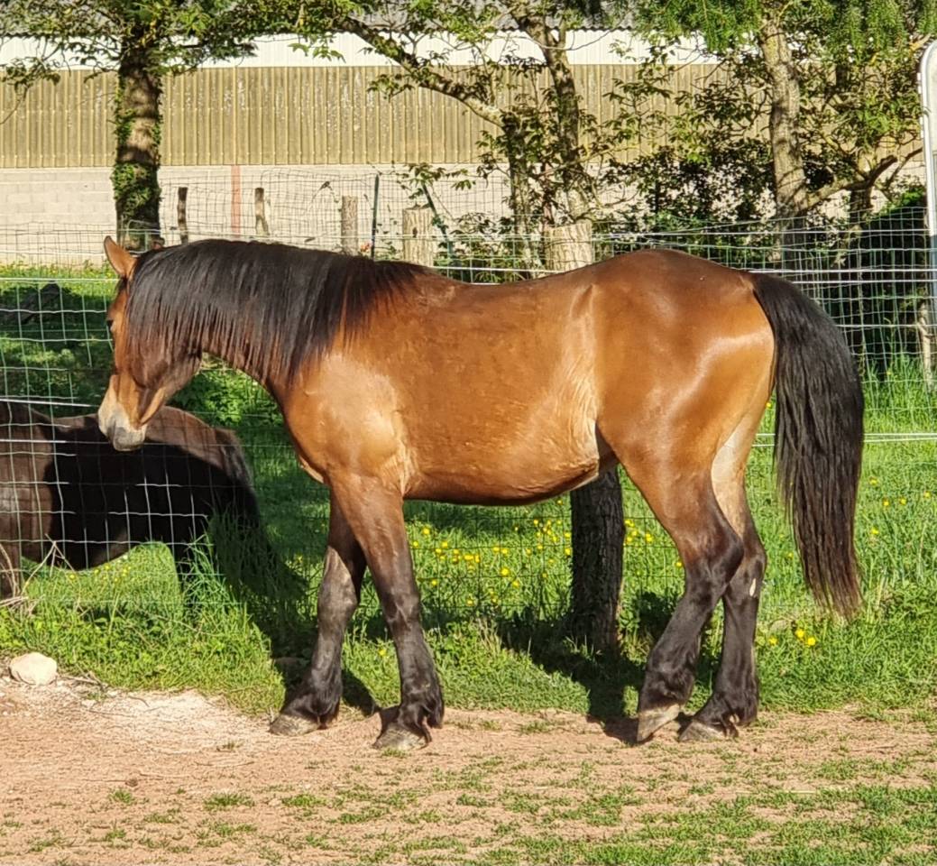Castrone Mezzo Sangue Arabo In vendita 2023 Baio ,  AF MANJAROH