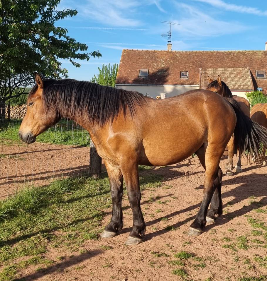 Castrone Mezzo Sangue Arabo In vendita 2023 Baio ,  AF MANJAROH
