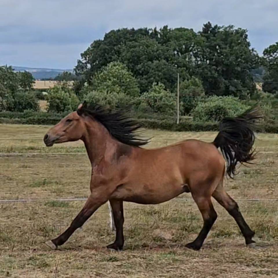 Castrone Mezzo Sangue Arabo In vendita 2023 Baio ,  AF MANJAROH