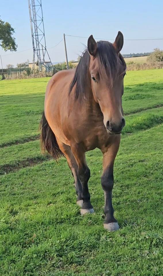 Castrone Mezzo Sangue Arabo In vendita 2023 Baio ,  AF MANJAROH