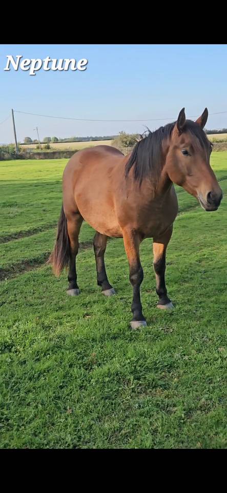 Castrone Mezzo Sangue Arabo In vendita 2023 Baio ,  AF MANJAROH