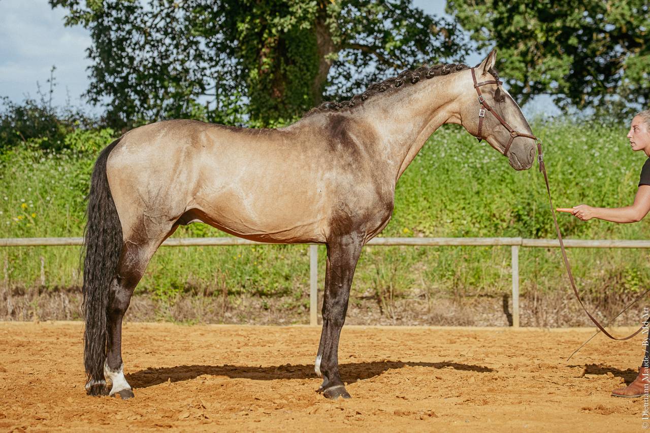 Stallone Lusitano In vendita 2009 Isabella