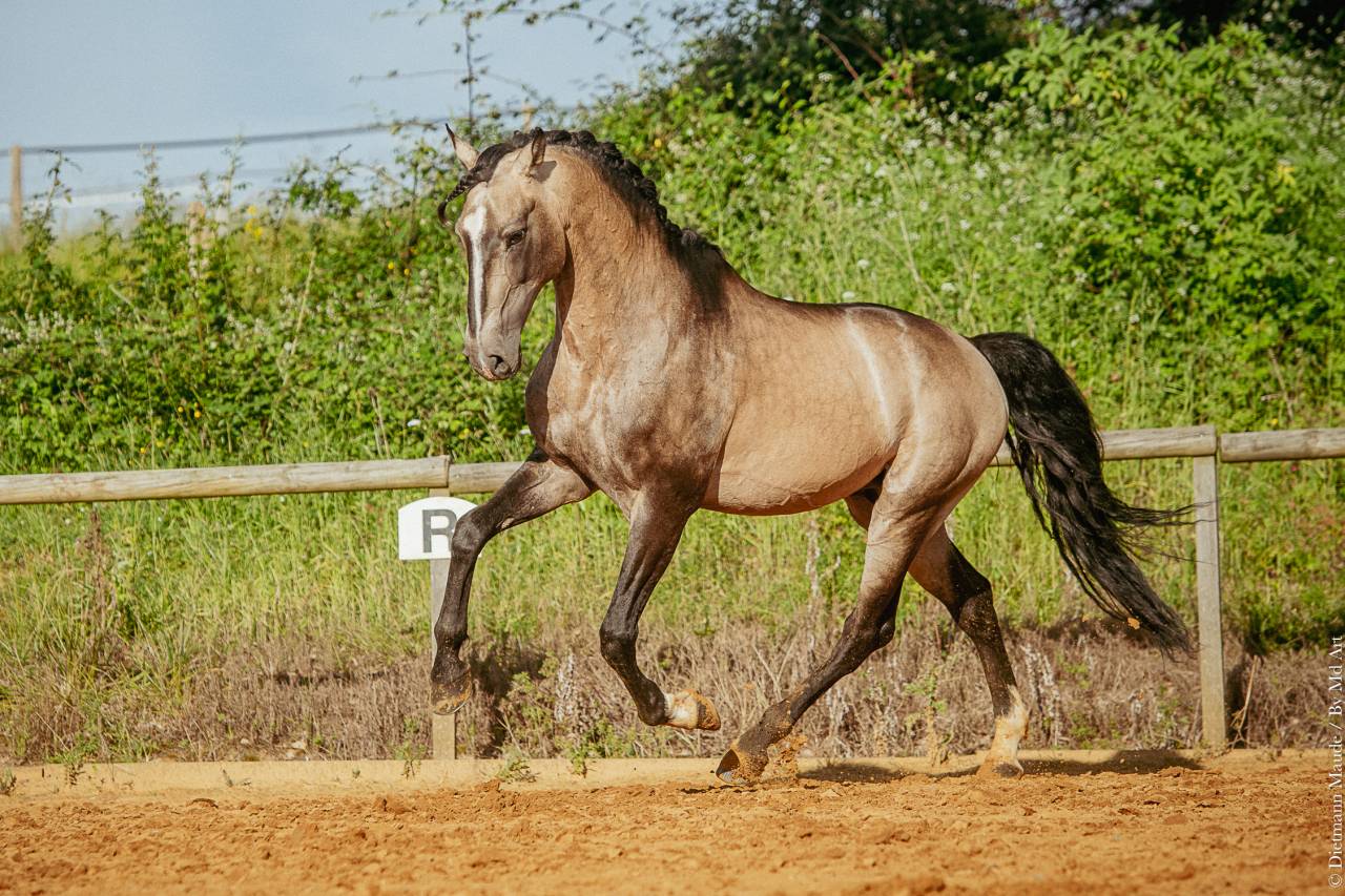 Stallone Lusitano In vendita 2009 Isabella