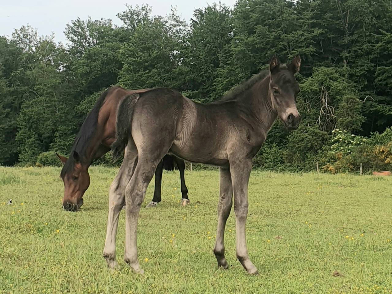 Puledro New Forest In vendita 2024 Baio scuro ,  KOMILFO LOVE DE CE