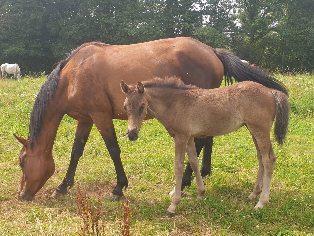 Puledro New Forest In vendita 2024 Baio scuro ,  KOMILFO LOVE DE CE