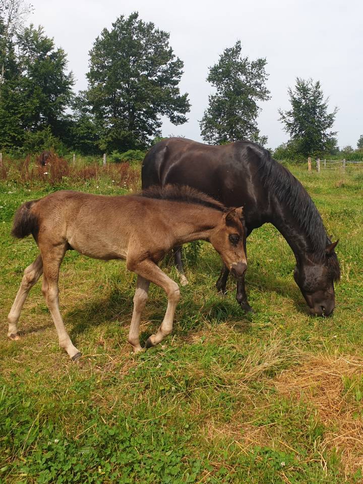 Puledro New Forest In vendita 2024 Baio scuro ,  KOMILFO LOVE DE CE