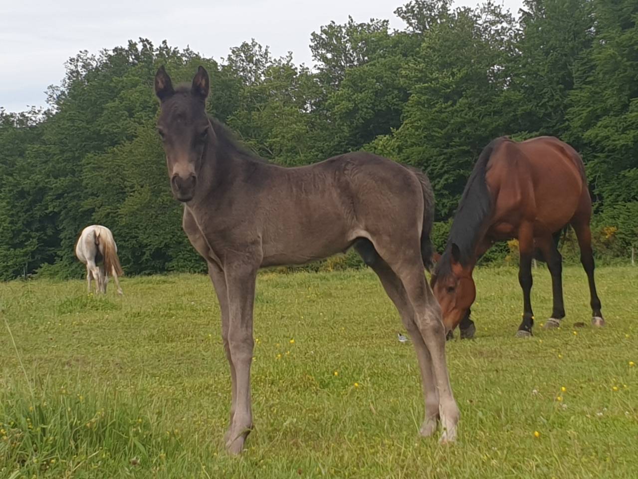 Puledro New Forest In vendita 2024 Baio scuro ,  KOMILFO LOVE DE CE