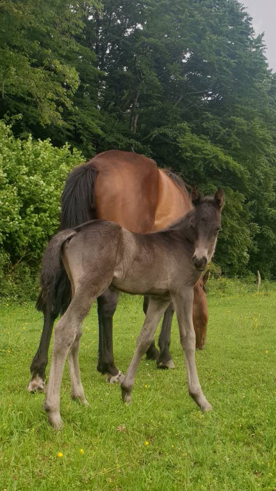 Puledro New Forest In vendita 2024 Baio scuro ,  KOMILFO LOVE DE CE