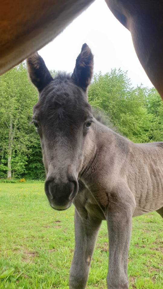 Puledro New Forest In vendita 2024 Baio scuro ,  KOMILFO LOVE DE CE