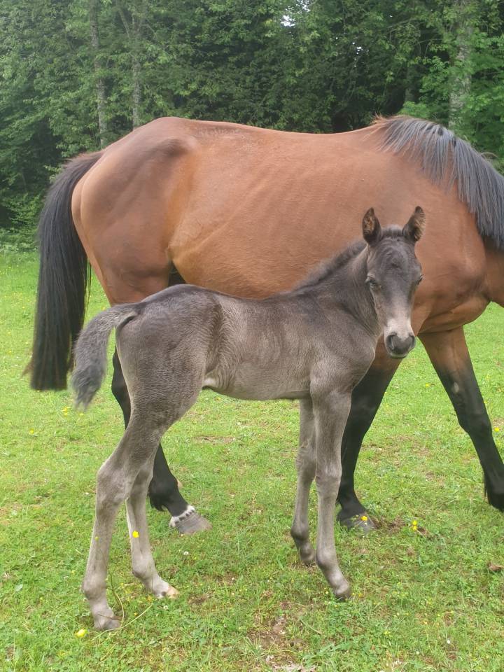 Puledro New Forest In vendita 2024 Baio scuro ,  KOMILFO LOVE DE CE