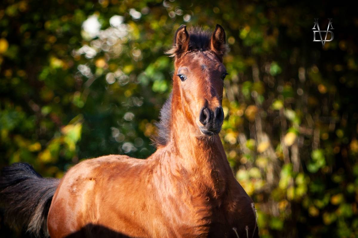 Puledro PRE Andaluso In vendita 2024 Baio