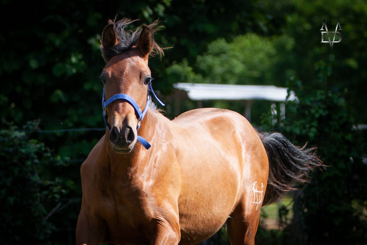 Puledro PRE Andaluso In vendita 2024 Baio
