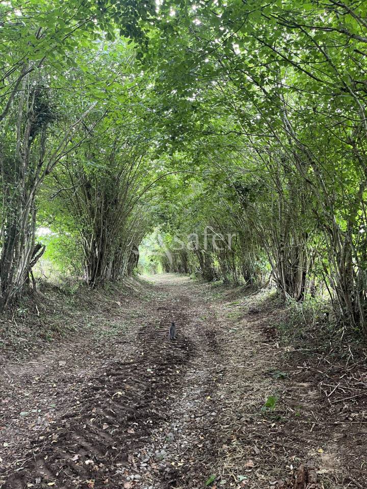 Azienda forestale In vendita Orne
