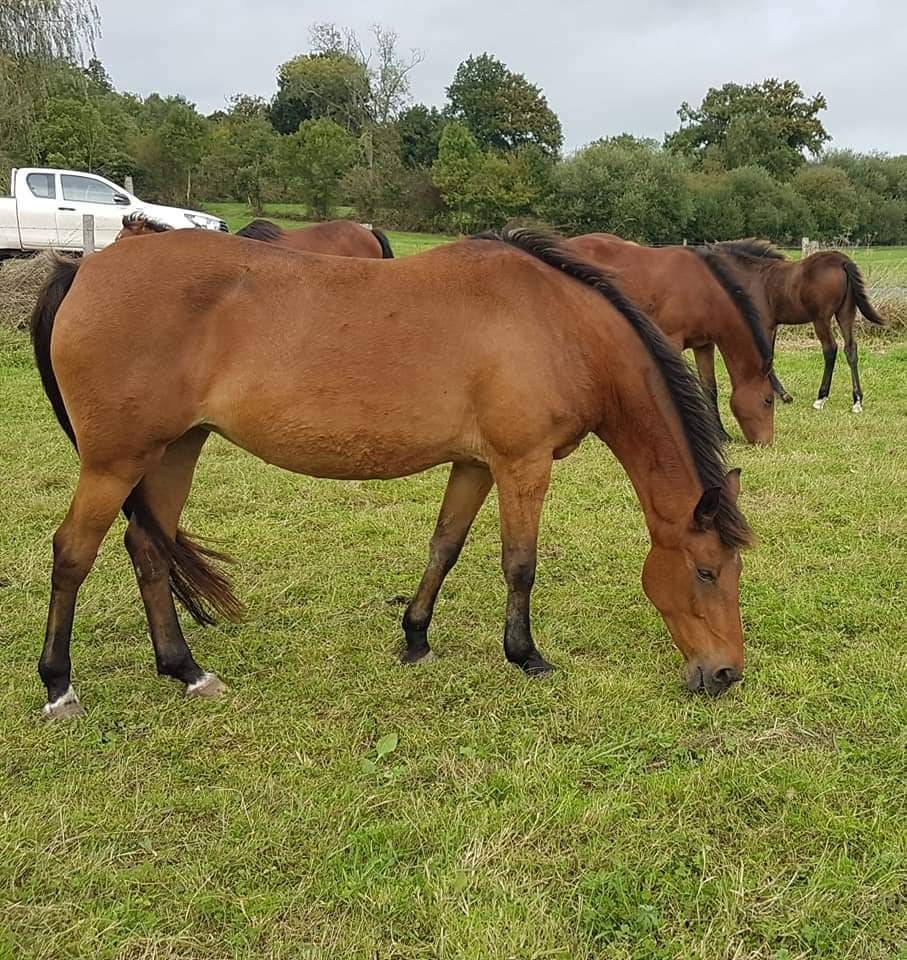 Cavalla Pony da Sella Germano, Deutsches Reitpony In vendita 2005 Baio