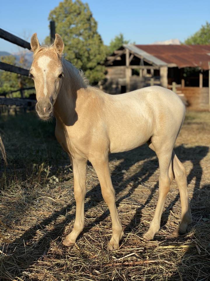 Puledro Welsh Part Bred In vendita 2023 Palomino ,  itak de l'ourea