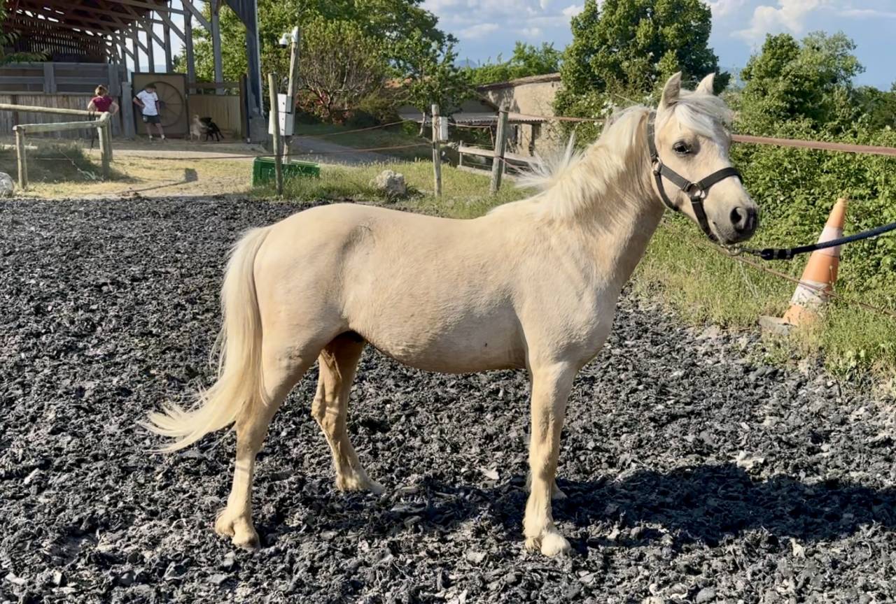 Puledro Welsh Part Bred In vendita 2023 Palomino ,  itak de l'ourea