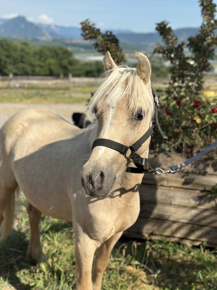 Puledro Welsh Part Bred In vendita 2023 Palomino ,  itak de l'ourea